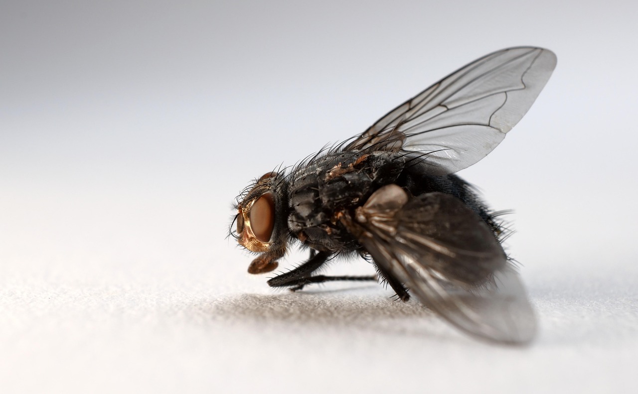 flying, housefly, insect, animal, winged insects, nature, garden, hymenoptera, entomology, macro, up close, compound eyes, the world of animals, wildlife, fauna, housefly, housefly, housefly, housefly, housefly, insect