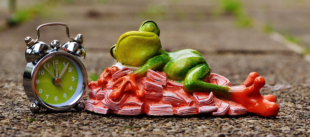 time is money, money calms down, sleep, heaps of money, nature, frog, figure, fun, cute, decoration, green, animal