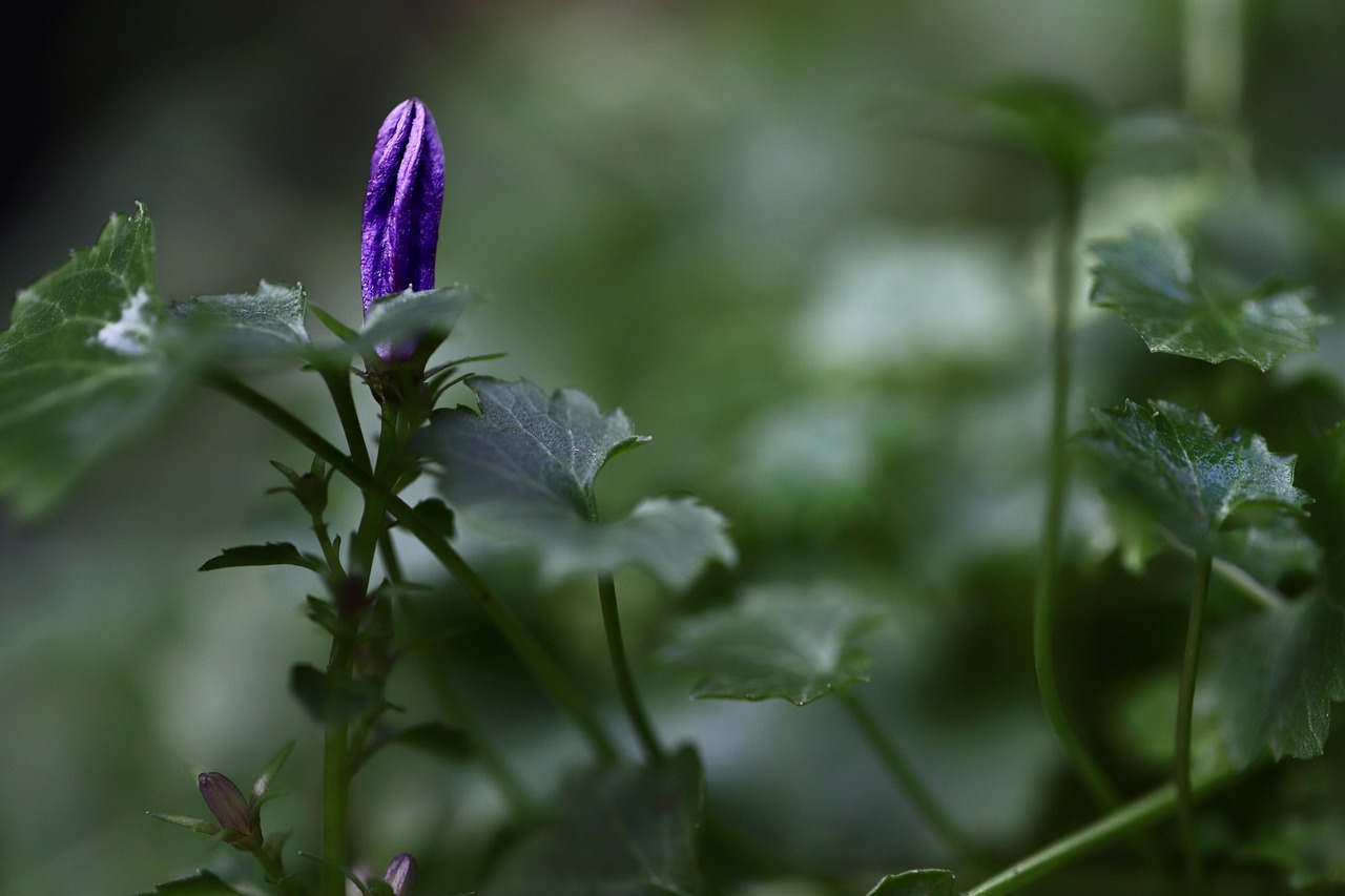 bellflower, campanula, bud, purple flower, grow, sprout, early spring, early bloomer, bud, bud, bud, bud, bud, sprout