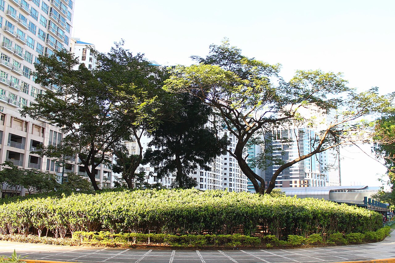 Trees near the Mind Museum